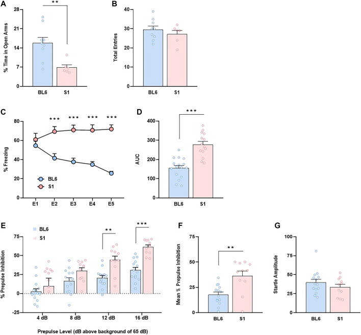 Anxiety-like behavior, impaired fear extinction and increased prepulse inhibition in S1 compared to BL6 mice. (A,B) Percentage of time spent in the open arms (A) and total number of entries in both closed and open arms (B) of the elevated plus maze test (n = 6–9 mice per group). (C,D) Time course (C) and AUC values (D) of the freezing levels during cued fear extinction trials (n = 14–16 mice per group). (E–G) Percentage of prepulse inhibition (E), mean of the percentage of prepulse inhibition (F) and startle response amplitude (G) (n = 11–14 mice per group). Data are expressed as mean ± SEM. *p < 0.05, **p < 0.01, ***p < 0.001 (comparison between BL6 and S1). BL6: C57BL/6J mice strain; S1: 129S1/SvImJ mice strain; E1–E5: extinction trials 1–5; AUC: area under the curve.