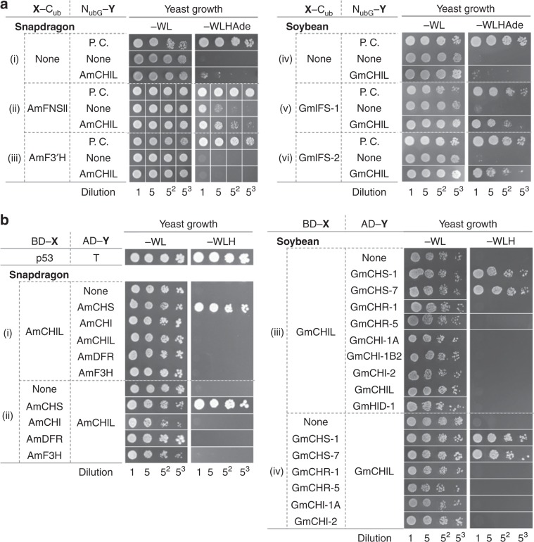 Interactions between CHIL and flavonoid enzymes in snapdragon and soybean as determined in yeast assay systems.a Interactions between CHIL and cytochromes P450 in snapdragon (i–iii) and soybean (iv–vi) were analyzed with the split-ubiquitin yeast two-hybrid systems. Regarding the protein names, the initials of the scientific name of plant species are followed by the abbreviated enzyme/protein names, with homologs indicated with a hyphen. For example, GmCHS-1 refers to isozyme 1 of a soybean (Glycine max) CHS. (i–iii) Growth of yeast cells co-expressing X-Cub-LexA-VP16 with NubG-AmCHIL, where X refers to (i) nothing, (ii) flavone synthase II (AmFNSII), and (iii) flavonoid 3′-hydroxylase (AmF3′H). (iv–vi) Growth of yeast cells co-expressing X-Cub-LexA-VP16 with NubG-GmCHIL, where X refers to (iv) nothing, (v) isozyme 1 of 2-hydroxyisoflavanone synthase (GmIFS-1), and (vi) isozyme 2 of GmIFS (GmIFS-2). In the NubG-Y column of each panel, P.C. refers to the positive control [transformed cells harboring pOst1-NubI (a plasmid expressing a fusion protein comprising the yeast resident ER protein Ost1 and the wild-type Nub portion of yeast ubiquitin) and derivatives of pBT3-SUC]. “None” refers to the negative control (transformed cells harboring the empty pPR3-N vector and derivatives of pBT3-SUC). b Interactions between CHIL and soluble flavonoid enzymes in (i, ii) snapdragon and (iii, iv) soybean were analyzed with GAL4-based yeast two-hybrid systems. The growth of yeast cells co-expressing CHIL and flavonoid enzymes as fusions with the activation domain (AD, AD-Y column) and the DNA-binding domain (BD, BD-X column) of the yeast GAL4 transcription factor is presented. (i) BD-AmCHIL was co-expressed with AD-Y, where Y refers to CHS (AmCHS), CHI (AmCHI), AmCHIL, dihydroflavonol 4-reductase (AmDFR), or flavanone 3-hydroxylase (AmF3H). “None” refers to yeast cells co-expressing AD (without a fused protein) and BD-AmCHIL. (ii) AD-AmCHIL was co-expressed with BD-X, where X refers to AmCHS, AmCHI, AmDFR, or AmF3H. “None” refers to yeast cells co-expressing BD (without a fused protein) and AD-AmCHIL. (iii) BD-GmCHIL was co-expressed with AD-Y, where Y refers to CHS isozymes (GmCHS-1 and GmCHS-7), chalcone reductase (CHR) isozymes (GmCHR-1 and GmCHR-5), CHI isozymes (GmCHI-1A, GmCHI-1B2, and GmCHI-2), GmCHIL, or a 2-hydroxyisoflavanone dehydratase isozyme (GmHID-1). “None” refers to yeast cells co-expressing AD (without a fused protein) and BD-GmCHIL. (iv) AD-GmCHIL was co-expressed with BD-X, where X refers to GmCHS-1, GmCHS-7, GmCHR-1, GmCHR-5, GmCHI-1A, or GmCHI-2. “None” refers to yeast cells co-expressing BD (without a fused protein) and AD-GmCHIL. Abbreviated growth media names are as follows: −WL, SD agar medium lacking tryptophan and leucine; −WLH, −WL medium lacking histidine; −WLHAde, −WLH medium lacking adenine.