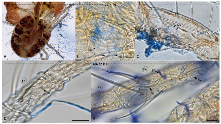 Light micrographs of cassava mites infected with Metarhizium sp. BCC 4849 stained with lactophenol blue 24–72 h post-inoculation (PI). (A) At 24 PI, a fungal-colonized mite was observed. (B,C) Germinating conidia (gc), appressoria (ap), and hyphal bodies (hb) were found at the side of the insect body and the leg, respectively. The infection sites were close to the bases of seta on a living mite, Bars, 10 µm. (D) At 48–72 h PI, we observed dead cassava mites filled with Metarhizium sp. BCC 4849 cells. The hyphae (hy) were found in the hemocoel at the femur (Fe). Bar, 10 µm. (E) A network of several hyphae colonized the femur and patella (Pa). Bar, 20 µm.