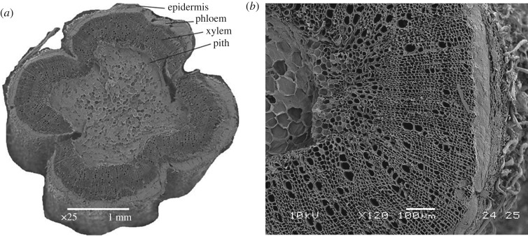 Cross section through hemp stem: (a) magnification ×25 and (b) magnification ×75.