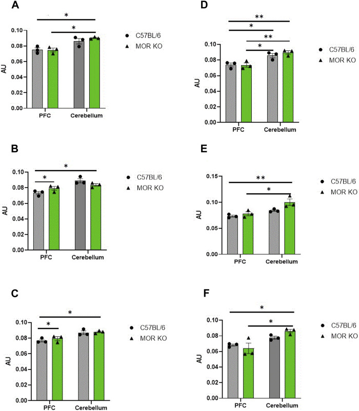 Six grouped bar graphs labeled A through F compare AU values for PFC and cerebellum regions between C57BL/6 and MOR KO mice. Bars are gray for C57BL/6 and green for MOR KO, plotted with circles and triangles, respectively. Significant differences between groups are indicated by asterisks above the bars, with one or two asterisks denoting varying significance levels. Error bars represent standard error. Each graph panel displays the same structure but different values and significance patterns.