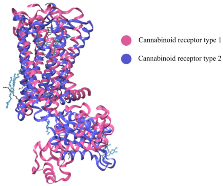 Superposition of AM6538@CB1-R (5TGZ from PDB) (pink) and AM10257@CB2-R (5ZTY from PDB) (purple). The crystal structure of human CB2-R in complex with antagonist AM10257 and crystal structure of human CB1-R in complex with AM6538 shows the conformational lock holding the binding site in the ligand-binding conformation [32,85]. Modified using Schrödinger Release software 2021-4: Maestro, Schrödinger, LLC, New York, NY, 2021 [32,85].