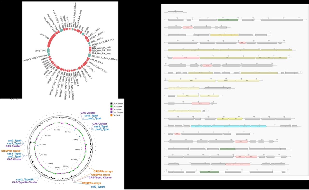 Distribution of defense systems across Klebsiella pneumoniae BCSIR-JUMIID. (a) DefenseFinder results highlighting key bacterial defense systems, CRISPR-Cas, restriction-modification (RM) systems, abortive infection systems, BREX, GAPS1, and toxin-antitoxin systems. (b) PADLOC results showing a comprehensive view of the bacterial defense systems identified, including CRISPR arrays, RM systems, the BREX system, and other systems. (c) CRISPRCasFinder results detailing the CRISPR-Cas system analysis. The tool identified multiple CRISPR arrays and Cas protein clusters.