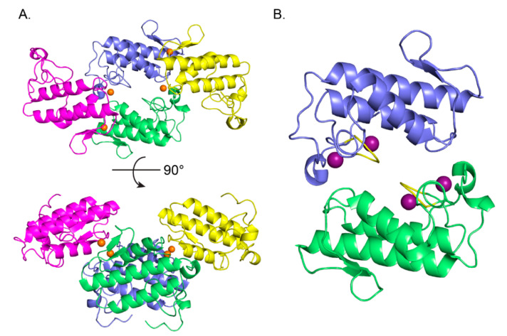 Oligomeric assembly of the CBd isoform. (A) Tetrameric quaternary organization of CBd (polypeptide chains A in green, E in blue, B in magenta, C in yellow). Chloride ions are shown as orange spheres. (B) Structure of the central CBd-CBd dimer (polypeptide chains A,E). Two Na+ binding sites in each monomer are shown as purple spheres and the canonical calcium-binding loop is shown in yellow.