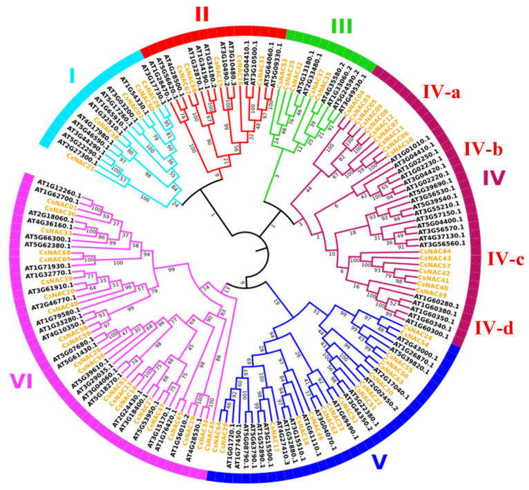 Evolutionary analysis of Cannabis sativa NAC genes. Each NAC subfamily is indicated with a specific color.