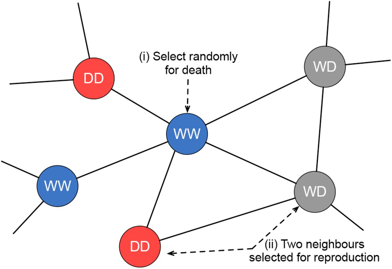 Spatial model explaining the population update mechanismThe blue, gray and red colours represent individuals of WW, WD and DD genotype, respectively. Population update happens in 2 steps: firstly, a random individual is selected for death. This step creates space at that particular network position. Secondly, two random neighbours of the dead individuals are chosen as parents to produce offspring. The genotype of the offspring is determined from the parents, and it replaces the dead individual.