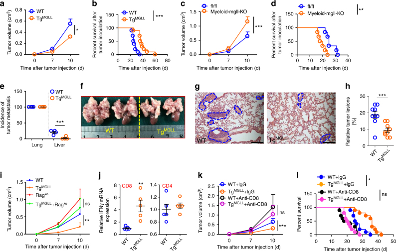 Macrophage MGLL inhibits tumor progression via CD8+T cells. a Six-week-old WT and TgMGLL mice were subcutaneously inoculated with MC-38 cells, and tumor volumes were measured dynamically. This test was performed four times. (n = 10) b The survival time of the MC-38 tumor-bearing mice described in a. The data represent the means ± s.e.ms. (n = 10, ***P < 0.005, Gehan-Breslow-Wilcoxon test). c The growth curves of the subcutaneous MC-38 tumors in Myeloid-mgll-KO mice and the control littermates (fl/fl). (n = 6). d The survival time of the MC-38 tumor-bearing mice described in c. The data represent the means ± s.e.ms. (n = 6, **P < 0.01, Gehan-Breslow-Wilcoxon test). e Incidence of metastasis in lungs and livers of the intravenous tumor model. The 6-week-old C57BL/6 WT or transgenic mice were intravenously injected with MC-38 colorectal cancer cells (5 × 106 cells per mouse) via the tail vein. The mice were sacrificed 2 weeks after tumor inoculation. The lungs and livers were dissected for pathological observation of tumor lesions. Data are means ± s.e.ms. and polled from four individual experiments. Each symbol represents an experimental replicate (n = 8~11). f–h The MC-38 tumor lesions in lungs of WT and TgMGLL mice, as described in e. Representative images of gross anatomy (f) and H&E staining (g) are displayed. The blue dotted lines indicate the tumor lesions. The relative tumor lesions were calculated (h). Scale bars, 200 μm. (n = 8~9). i Macrophage MGLL inhibited tumor growth in a Rag-1 dependent mannaer. MC-38 tumors were inoculated subcutaneously in WT, TgMGLL, Rag1KO or TgMGLL + Rag1KO mice and the tumor volumes were measured dynamically. (n = 5) j mRNA levels of IFNγ in CD8+ or CD4+ T cells that were isolated from the MC-38 tumors inoculated subcutaneously in WT or TgMGLL mice for 3 weeks. (n = 5). k Six-week-old WT or TgMGLL mice were subcutaneously inoculated with MC-38 cells and treated with anti-CD8 antibody or IgG as a control. The tumor volume was measured dynamically. (n = 10). l The survival time of the MC-38 tumor-bearing mice treated as described in k. The data represent the means ± s.e.ms. (n = 10, *P < 0.05, Gehan-Breslow-Wilcoxon test; ns, not significant). Data in a, c and e–k represent the means ± s.e.ms. (*P < 0.05, **P < 0.01, ***P < 0.005; student’s t-test; ns not significant)