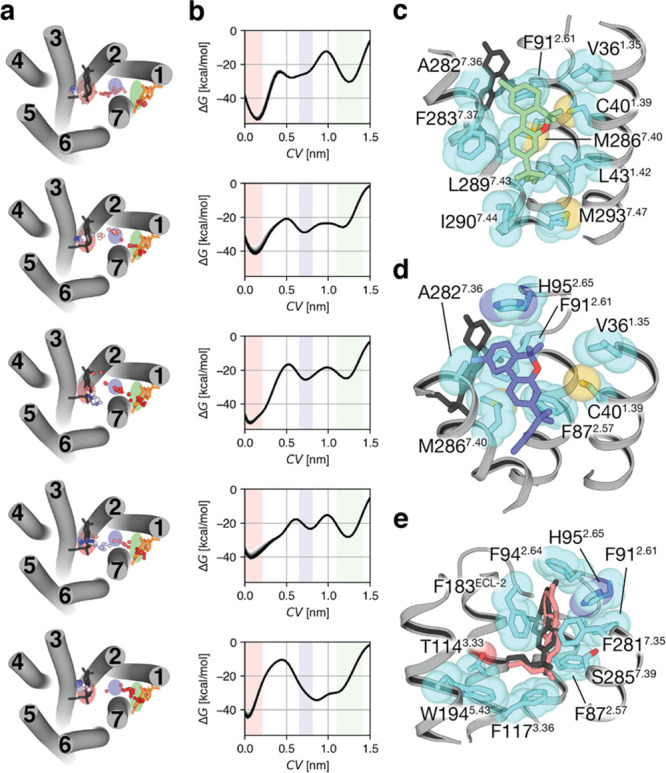 Well-tempered metadynamics simulations of the pathway of ligand entry to the orthosteric binding site of CB2R. (a) The ligand pathway from the initial position of JWH-133 (in orange, see Figure 1b) to the final reference position bound to the orthosteric site of CB2R (in black), obtained during the well-tempered metadynamics, is represented by dots (the dot color gradient, from red to blue, corresponds to simulation time, from the beginning to the end, respectively). Five independent replicas are shown. (b) The free-energy profile of the five replicas (the last 10 snapshots before convergence are plotted). The collective variable (CV) is the distance between the center of mass of JWH-133 in the initial and final positions. Three energetic minima are observed when the ligand is bound to the lipid-facing part of the tunnel (green rectangle), to the bundle-facing part of the tunnel (blue), or to the orthosteric site (pink). These three positions in the ligand pathway are depicted in panel a by an ellipse with a color matching to the colors in panel b. The initial state of the binding process is on the right part of the graph and the final state on the left part. (c–e) Representative structures of JWH-133 and the interacting side chains, along the ligand pathway, at the lipid-facing part (c), the bundle-facing part (d), and the orthosteric site (e). The color of JWH-133 corresponds to the color of the minima, whereas the final reference position is shown in black.