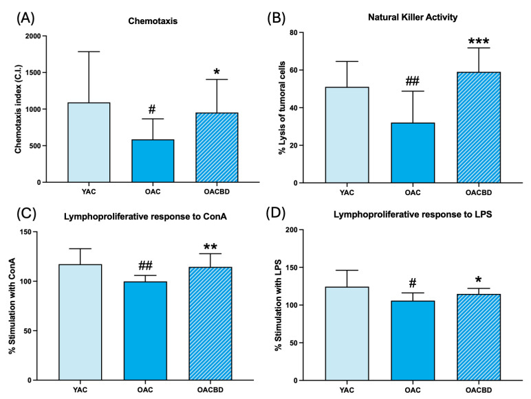 Immune function parameters in spleen leukocytes of young adult control (YAC) (2 months), old adult control (OAC) (15 months), and old adult CBD (OACBD) (15 months): (A) Chemotaxis index: number of phagocytes in the filter. (B) Natural killer (NK) activity, shown as the percentage of tumoral cell lysis. (C) Lymphoproliferative response to concanavalin A (ConA), shown as the percentage of stimulation. (D) Lymphoproliferative response to lipopolysaccharide (LPS), shown as the percentage of stimulation. Each column represents the mean ± standard deviation (SD) of the values corresponding to the number of animals used in each experimental group (YAC, N = 11; OAC, N = 15; OACBD, N = 14). * p < 0.01; ** p < 0.01; *** p < 0.001 with respect to the OAC group. # p < 0.05; ## p < 0.01 with respect to the YAC group.