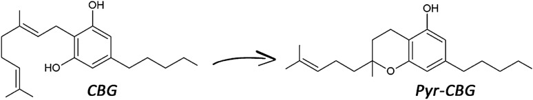 Cyclization reaction of CBG to its pyranic form (Pyr-CBG).