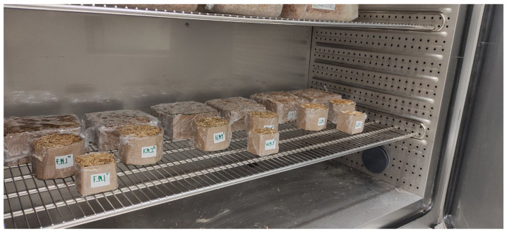 Preparing samples of each type in a climate chamber: wheat, hemp, and flax straw.