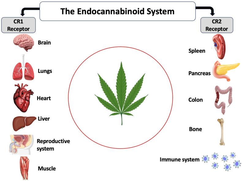 The endocannabinoid system and its receptors.