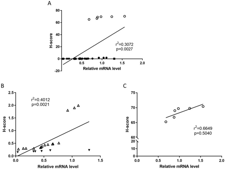 Correlation between transcript and protein levels. Panel (A) shows the expected relationship between TRPV1 protein levels determined by H-scores and TRPV1 transcript levels determined by RT-qPCR for the entire set of data. The clear demarcation between H-score values for the atrophic samples (open circles) and the endometrial cancer samples (closed circles) resulted in additional correlations being created for EC alone (Panel (B)) and for the atrophic controls alone (Panel (C)). In Panel B, the Type 1 EC samples are shown as open triangles and the Type 2 EC samples are shown as closed triangles. The square of the Pearson correlation coefficient (r2) is shown together with its attendant p-value.