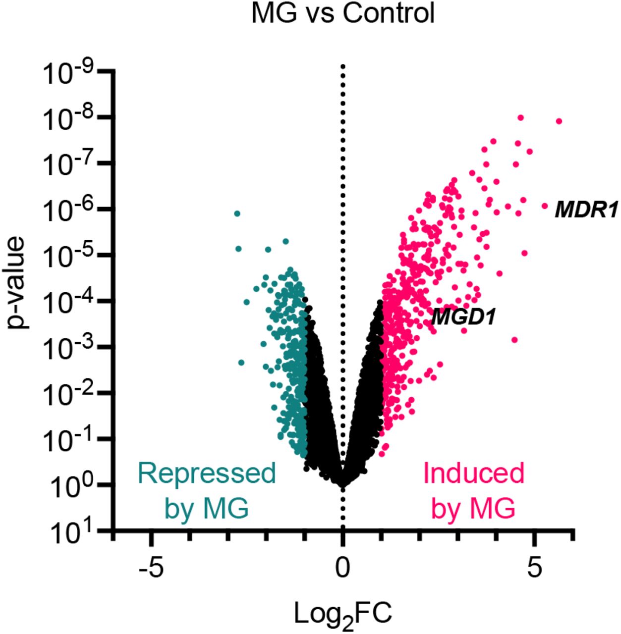 Treatment with 5 mM MG leads to the differential expression of more genes in AR0390 than in B11221.Volcano plot of all quantified genes in AR0390 treated with MG. Each point represents a single gene; magenta points indicate genes that were significantly upregulated compared to the control condition, teal points indicate genes that were significantly downregulated compared to the control condition. MDR1 and MGD1 are shown for reference.