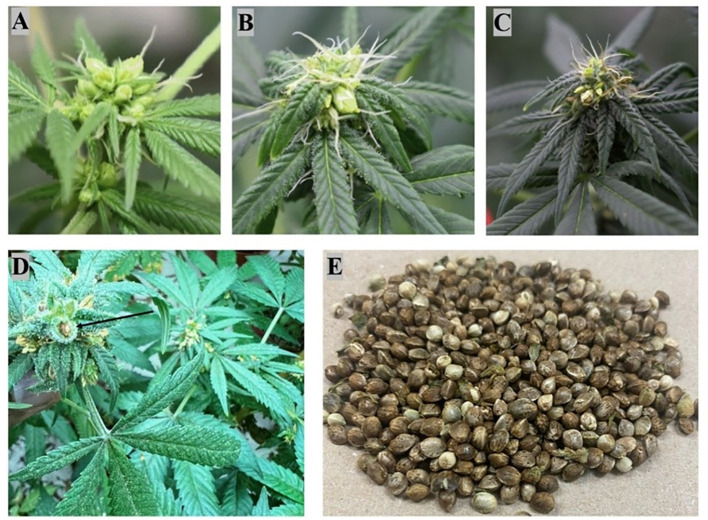 Illustration depicting the various stages of monoecious flower formation following treatment with silver thiosulfate in female Cannabis plants, including self-pollination, self-fertilization, and seed production. (A, B) Stigma and pollen sac development; (C) Pollen sacs dehisce to fertilize the stigma, causing the stigma color to change from white to brown; (D) Seed generation after self-pollination and fertilization; (E) Seed harvesting.