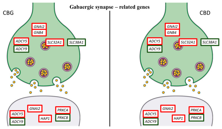Genes related to GABAergic synapse differentially regulated by CBG and CBD. Genes upregulated are represented with the red edges, while the genes downregulated have green edges. Interestingly, CBG and CBD showed the same pattern of gene expression. The figure was created using the vector image bank of Servier Medical Art by Servier [17] and licensed under a Creative Commons Attribution 3.0 Unported License [18].