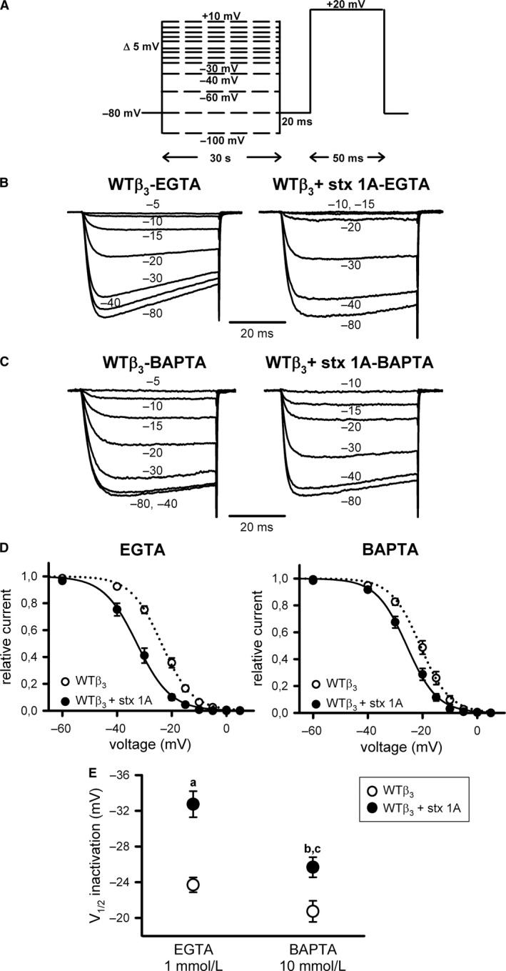 Steady‐state inactivation of CaV2.1 channels containing the regulatory β 3 subunit is independent of intracellular Ca2+ signaling and is favored by syntaxin‐1A (A) Voltage protocol for the study of CaV2.1 channels steady‐state inactivation (see Methods for further details). Representative normalized Ca2+ current traces recorded at intermediate (1 mmol/L EGTA) (B) or high (10 mmol/L BAPTA) (C) intracellular Ca2+‐buffering conditions from a HEK 293 cell expressing CaV2.1 channels composed of wild‐type α 1A, β 3, and α 2 δ subunits (WT β 3) either in the absence (left) or presence (right) of syntaxin‐1A (stx 1A). Currents were elicited by 50 ms depolarizing steps to +20 mV applied after 30‐sec depolarizing prepulses to the indicated voltages. Amplitudes of currents elicited by test pulses to +20 mV after the different prepulses were normalized to the maximum current amplitude obtained after a 30‐sec prepulse to −80 mV in order to generate the corresponding mean steady‐state inactivation curves (D), which were fitted to a single Boltzmann function (see Methods, eq. (1)) to estimate the half‐inactivation potentials (V1/2 inactivation) (E) for WT CaV2.1 channels containing the β 3 subunit (WT β 3) in the absence (open circles) or presence (filled circles) of syntaxin‐1A (stx 1A), at the above indicated intracellular Ca2+‐buffering conditions. Average V1/2 inact and kinact values at intermediate Ca2+‐buffering condition (1 mmol/L EGTA) were (in mV): WT β 3 (open circles, n = 18) −23.7 ± 0.83 and −5.16 ± 0.24; WT β 3 + stx 1A (filled circles, n = 12) −32.74 ± 1.46 and −5.5 ± 0.19, respectively. At high Ca2+‐buffering condition (10 mmol/L BAPTA), average V1/2 inact and kinact values were (in mV): WT β 3 (open circles, n = 12) −20.74 ± 1.18 and −4.78 ± 0.16; WT β 3 + stx 1A (filled circles, n = 8) −25.68 ± 1.13 and −5.25 ± 0.21, respectively. a and b: P < 0.001 and P < 0.05 versus the corresponding control condition (absence of syntaxin‐1A), respectively; c: P < 0.01 when compared to the intermediate Ca2+‐buffering condition (1 mmol/L EGTA). No significant difference was found for kinact values (ANOVA P = 0.17).