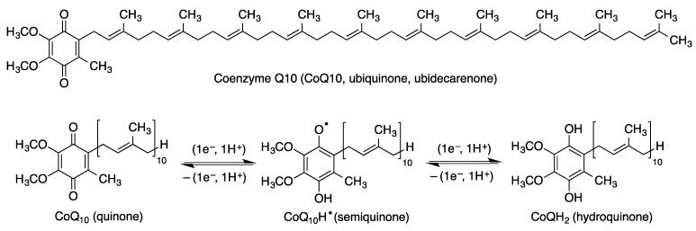 Structure of coenzyme Q10 and generation of its three oxidation states by two successive one-electron reductions.