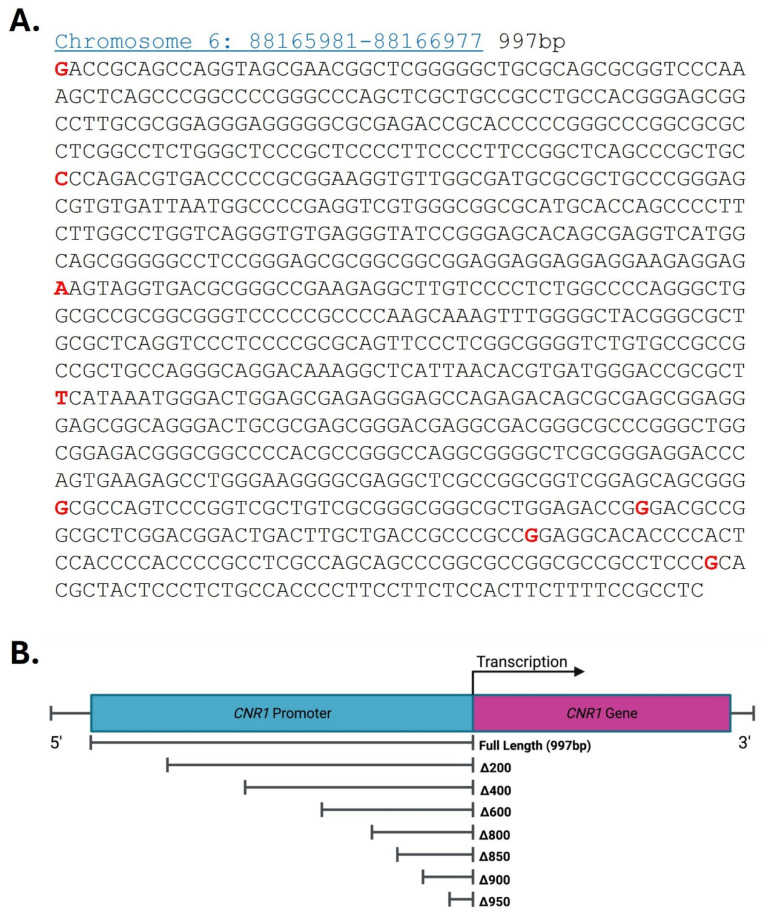 Graphical representation of the CNR1 gene promoter sequence. (A) 997-base-pair promoter sequence from 88165981 to 88166977 on chromosome 6. A series of deletion fragments were generated starting from the 5′ end of the CNR1 promoter and named according to the deleted base pairs (red letters mark the start of each deletion fragment). (B) Schematic depiction of the CNR1 promoter, transcription start site (TSS), and the beginning of the CNR1 gene sequence as well as the relative position of each promoter deletion construct. Created with BioRender.com.