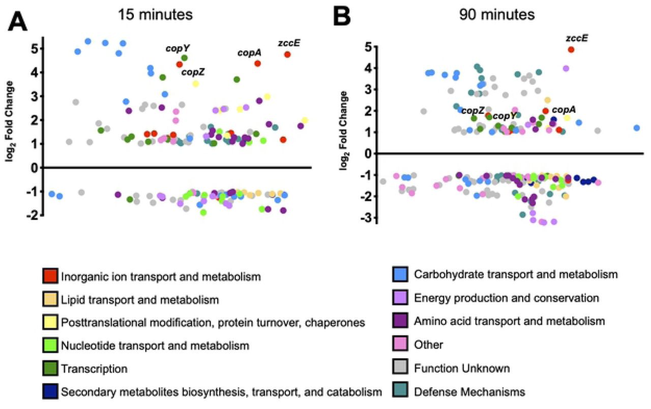 Summary of RNA-Seq analysis of S. mutans UA159 treated with 4 mM ZnSO4 for 15 (A) or 90 (B) minutes compared to untreated control. The y-axis indicates the log2 fold change in expression compared to the control, while the x-axis separates genes according to their average expression levels as compared to all other genes. The identities of selected genes of interest are indicated. The differentially expressed genes from both time points were grouped according to Clusters of Orthologous Groups (COG) functional categories (39).