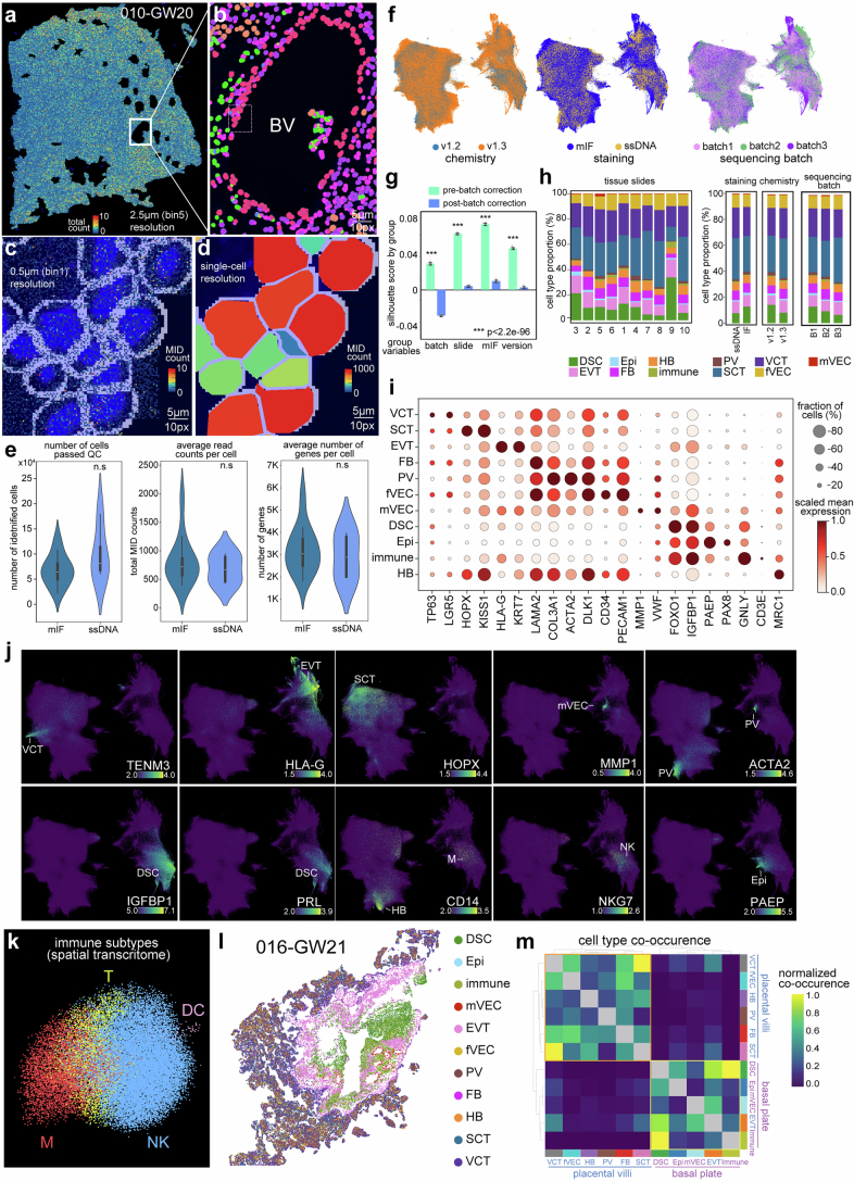 Spatial transcriptomics data quality, integration and clustering.(a) Stereo-seq spatial map of a full placental section (010-GW20), with spatial spots colored by total MID counts. (b) Zoomed view near a blood vessel (BV) illustrating cell segmentation by Cellpose; each segmented cell (geometric bin) is colored by a cell cluster, with MIDs aggregated within its cell boundary. (c-d) Comparison of binning resolutions: (c) raw barcodes at 1-pixel (0.5 µm, bin1) resolution and (d) CellBin-aggregated counts per segmented cell, colored by total MID counts; cell boundaries (white) and nuclei (blue) are shown. (e) Comparison of quality metrics between samples processed with mIF or ssDNA staining, showing no significant differences in reconstructed cell numbers, per-cell MID counts, or gene counts. Center line=median, box=IQR (25th-75th percentile), minima/maxima=observed minimum and maximum values; n.s., not significant, two-tailed Wilcoxon rank-sum test. (f) UMAPs showing consistent cell type identifications across STOmics chemistry versions, staining strategies (mIF vs. ssDNA), and sequencing batches. (g) Silhouette scores for technical variables before and after Harmony correction, showing effective batch correction and improved mixing post-correction (Bar plots, mean ± s.d.; ***, P < 0.001; two-tailed Wilcoxon rank-sum test with Benjamini-Hochberg correction). (h) Cell type proportions stratified by tissue slide (16 samples on 10 slides), chemistry version, and sequencing batch, indicating minimal technical bias and consistent cell type representation after integration. (i) Dot plot of key marker gene expression across major cell types in spatial transcriptomic data. (j) UMAPs showing representative marker genes for major cell types (e.g., TENM3, VCT; HLA-G, EVT; HOPX, SCT; MMP1, EC; ACTA2, PV; IGFBP1/PRL, DSC; CD14, HB/macrophages; NKG7, NK; PAEP, epithelium). (k) UMAPs of immune cell subtypes identified from spatial transcriptomics (DC, dendritic cells; M, macrophages; NK, natural killer cells; T, T cells). (l) High-resolution spatial map of a section (016-GW21), with cells colored by cell types. (m) Heatmap of normalized inter-cell-type co-occurrence frequencies within a 300-pixel radius. Source data