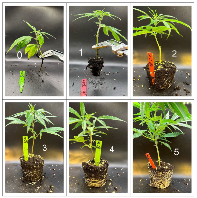 Representative photos demonstrating root quality scoring (regardless of cultivar and treatment) of Experiment 2′s out-of-pot transplanted root scores 0–5.