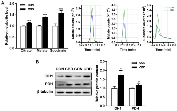 Cannabidiol oil alters tricarboxylic acid (TCA) cycle activity and metabolite levels. (A) Levels of TCA cycle metabolites obtained from gas chromatography/mass spectrometry and representative peaks for citrate, malate, and succinate. (B) Protein contents of isocitrate dehydrogenase 1 (IDH1) and pyruvate dehydrogenase (PDH). CON: untreated Caco-2 cells; CBD: Caco-2 cells treated with 10 µM cannabidiol (CBD) oil. Mean ± SEM, n = 3–4, *: p ≤ 0.05; **: p ≤ 0.01.