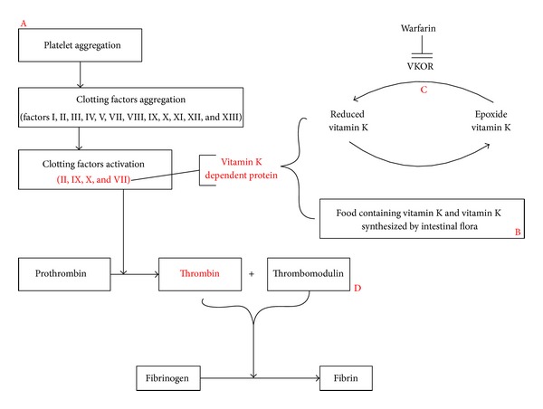 Schematic illustration of the potential pharmacodynamics mechanism for the interaction between warfarin and herbs.