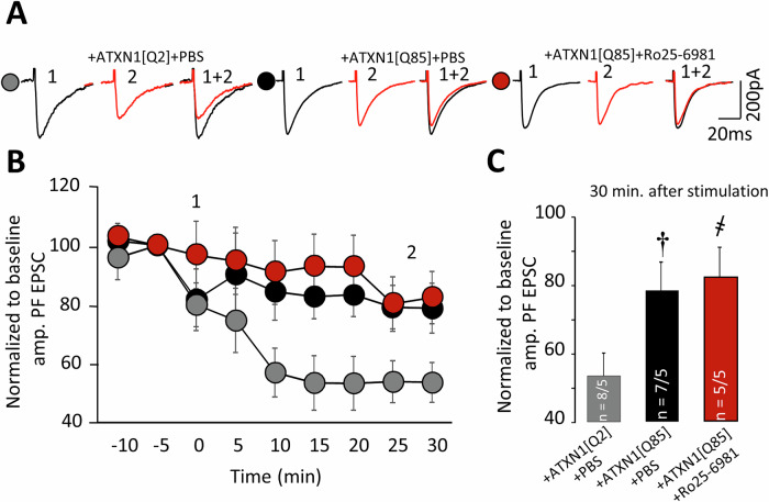 Long-term Ro25-6981 administration does not prevent LTD failure in ATXN1[Q85]-expressing mice.A Representative traces before (1, black) and 30 min after (2, red) LTD induction. Normalized PF–EPSC amplitudes before and 30 min after LTD induction from naïve PCs and after bath application of PEAQX or Ro25-6981. B Diagram of normalized fast PF–EPSC amplitudes before and 30 min after LTD induction in PCs of SCA1 model mice. C Graph showing the mean ± SEM of normalized fast PF–EPSC amplitudes 30 min after LTD induction (PATXN1[Q2]/ATXN1[Q85] = 0.003; PATXN1[Q85]+PBS/ATXN1[Q85]+Ro25-6981 = 0.95; one-way ANOVA with Tukey HSD post hoc). n = number of examined cells/animals. Statistical significance was determined using one-way ANOVA. † – significant difference between ATXN1[Q2]-expressing and untreated ATXN1[Q85]-expressing mice. ҂ – significant difference between untreated ATXN1[Q85] mice and ATXN1[Q85] mice treated with long-term Ro25-6981. ҂ and †p < 0.05.