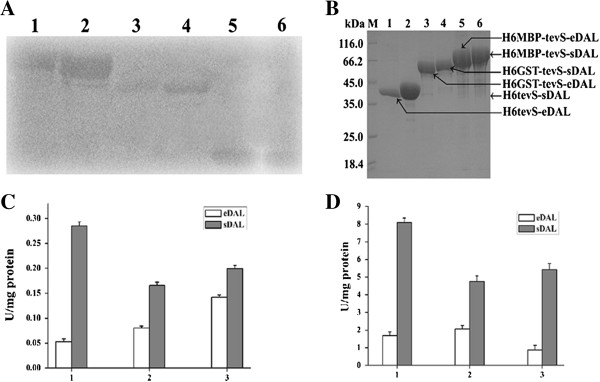 Overexpression, purification and DAL activity assay of the fusion protein. A. Expression of the soluble fusion protein for eDAL or sDAL with a specified tag followed by tevS in E. coli. The fusion proteins from the supernatants were detected by Western blot using anti-His6 antibody. The lane 1–6 represented His6MBP-tevS-eDAL, His6MBP-tevS-sDAL, His6GST-tevS-eDAL, His6GST-tevS-sDAL, His6-tevS-eDAL and His6-tevS-sDAL. B. Purification of the fusion proteins. The fusion proteins were purified by Ni-NTA and analyzed by SDS-PAGE. All the proteins are indicated by arrows. C. The activity of the DAL as the fusion partner in the crude extracts. D. The activity of the purified fusion proteins for DAL.
