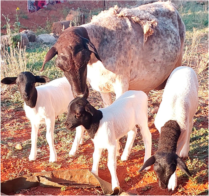 Dorper sheep raising 3 lambs at GaMphahlele, Limpopo Province (Ntsoane T., March 2022).