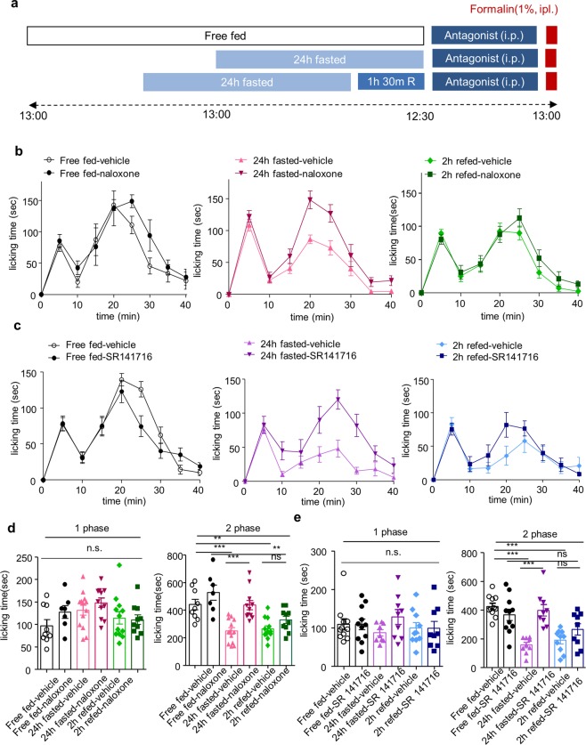 The effect of opioid receptor and cannabinoid receptor (CB1) antagonist on fasting and refeeding-induced analgesia. (a) Experimental design and schedule for formalin test. Naloxone (opioid receptor antagonist, 10 mg/kg) and SR 141716 (CB1 receptor antagonist, 10 mg/kg) were intraperitoneally (i.p.) administered 30 min before the formalin injection. (b,c) Time course of spontaneous pain behavior following intraplantar injection of formalin; Free fed-vehicle (n = 9), Free fed-naloxone (n = 7), 24 h fasted-vehicle (n = 13), 24 h fasted-naloxone (n = 11), 2 h refed-vehicle (n = 12), 2 h refed-naloxone (n = 10) / Free fed-vehicle (n = 11), Free fed-SR 141716 (n = 11), 24 h fasted-vehicle (n = 9), 24 h fasted-SR 141716 (n = 9), 2 h refed-vehicle (n = 10), 2 h refed-SR 141716 (n = 9). (d,e) Formalin-induced pain behavior was divided into two phase and the total sum of the licking times for each phase was statistically analyzed. Data are presented as mean ± SEM. **p < 0.01, ***p < 0.001 (d,e one-way ANOVA followed by Bonferroni test).