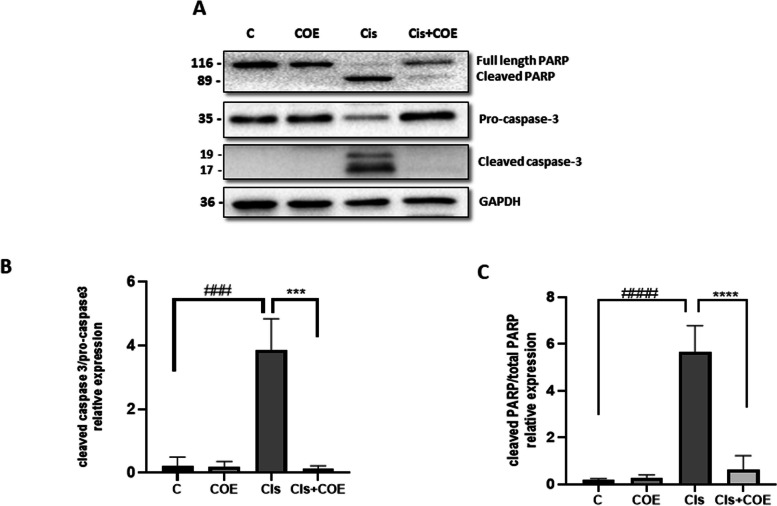 Cannabis Oil Extract protects podocyte cells from cisplatin by inhibiting apoptosis. A Representative immunoblot analysis. B and C Densitometric analysis of immunoblots to estimate the relative abundance of indicated protein as normalized to that of GAPDH. Data are expressed as mean ± SD (n = 3). Differences between groups were evaluated using one-way ANOVA followed by Bonferroni’s multiple comparison test. ### P < 0.001 vs control, #### P < 0.0001 vs control, ***P < 0.001 significantly different from the cisplatin-only treated group