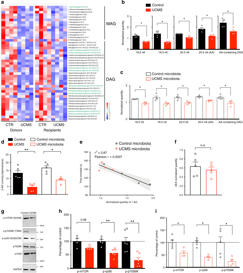 Microbiota from UCMS mice alters fatty acid metabolism and hippocampal eCB system.a Heatmap of relative serum levels of monoacylglycerols (MAG) and diacylglycerols (DAG) in donor (n = 4/group) and recipient mice (n = 4/group) (z-scored). Arachidonic acid-containing MAG and DAG are highlighted in green. b, c Relative levels of fatty acid in the synthesis pathway of arachidonic acid (AA) and AA-containing DAG in donor mice (n = 4; b) and in recipient mice (n = 4, c). For b, c, data are represented as mean ± s.e.m. Statistical significance was calculated using Mann–Whitney test (*P = 0.0286). d Concentration of 2-AG in the hippocampus of donor (n = 5/group) and recipient mice (n = 5/group) was determined by targeted LC-MS (Control vs UCMS, P = 0.0079; Control microbiota- vs UCMS microbiota-recipient mice, P = 0.0159). e Correlation between serum quantity of 1-AG and time spent immobile in the tail suspension test (TST) in recipient mice (n = 4/group). Correlation was calculated using Pearson correlation factor r (r = 0.0007). f Relative quantity of the endocannabinoid anandamide (AEA) in the hippocampus of recipient mice (n = 5/group, P = 0.6905). g Representative western blots for p-mTOR (S2448), p-rpS6 (S235/236), p-p70S6K (T389), mTOR, p70, and GAPDH in hippocampal protein extracts from donor mice. h, i Quantification of the phosphorylation of mTOR, rpS6, and p70S6K in protein extracts from the hippocampus of Control and UCMS donor mice (p-mTOR, n = 4, P = 0.0571; p-rpS6, n = 5, P = 0.0079; p-p70S6K, n = 6, P = 0.0087; e) and Control microbiota- (n = 5) and UCMS microbiota-recipient mice (n = 4) (p-mTOR, P = 0.0317; p-rpS6, P = 0.0159; p-p70S6K, P = 0.0317; f). For b–d, f, h, i, data are represented as mean ± s.e.m. Statistical significance was calculated using Mann–Whitney test (*P < 0.05, **P < 0.01, two tailed). Source data are provided as a Source data file.