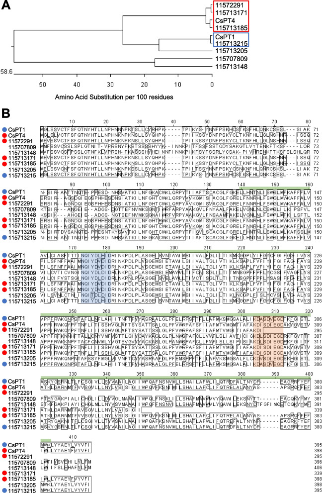 PT orthologs in hemp Cheungsam. A Phylogenetic tree of protein sequences of CsPT1, CsPT4, and hemp Cheungsam PT orthologs. Red and blue boxes indicate close orthologs of CsPT4 and CsPT1, respectively. B Multiple sequence alignment of all sequences in (A). Highlighted sequences are conserved PT motifs: NQxxDxxxD (blue), KDxxDxxGD (orange) (de Bruijn et al. 2020). Green bar, UbiA domain. CsPT1 ortholog, blue circle. CsPT4 ortholog, red circle