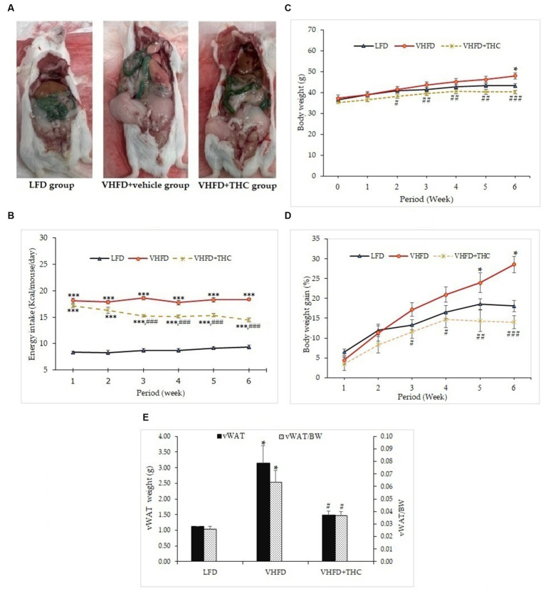 Effects of THC on characteristics of VHFD-induced obese mice: (A) autopsy examination of adipose tissue distribution after 6 weeks of treatment; (B) energy intake-time curve; (C) body weight-time curve; (D) body weight gain-time curve; and (E) visceral fat weight and relative adipose tissue. Data are presented as mean ± SEM. *p < 0.05 and ***p < 0.001 vs. LFD group; #p < 0.05, ##p < 0.005, and ###p < 0.001 vs. VHFD group.