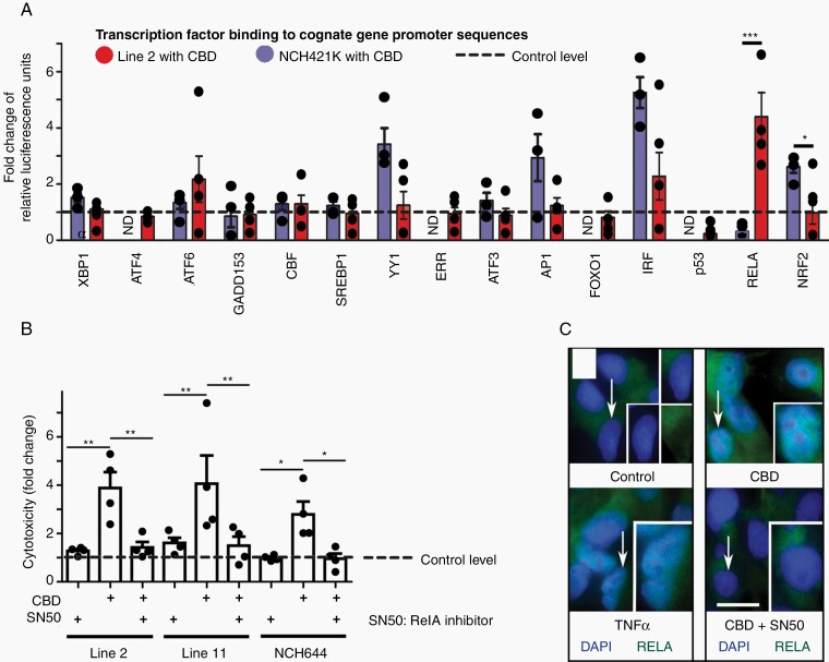 RELA is essential for CBD (cannabidiol)-induced cytotoxicity of human GBM stem-like cells (GSC). (A) CBD-insensitive (NCH421K) or CBD-sensitive (Line2) hGSC were inspected for transcription factor binding-rates to cognate gene promoter sequences; fold-change after CBD treatment vs controls (arbitrarily set as “1,” dotted line) is indicated; note that highly significant changes were restricted to the NF-κB subunit RELA. (B) CBD-induced cytotoxicity was quantified (as compared to controls, dotted line) with or without SN50 (RELA inhibitor) pretreatment; note that SN50 prevented CBD-induced cytotoxicity. (C) Immunofluorescence for RELA in Line2 hGSC under control conditions and after stimulation with TNFα or CBD; note that TNFα induced a rapid (1 hour) nuclear shift of RELA, CBD-induced nuclear RELA accumulation was slow (visualized at 16 hours) and persistent (for more than 10 hours); SN50 prevented the nuclear transfer of RELA. Scale in (c) indicates 10 µm; dots (in A and B) represent data from independent experiments; statistical significance was investigated by 1-way ANOVA plus Tukey post hoc testing (*P < .05, **P < .005, ***P < .001).