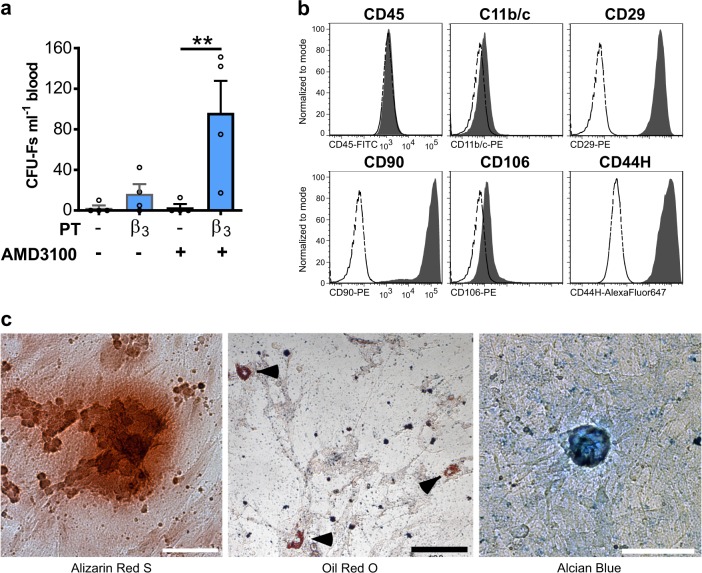 Characterisation of mobilised CFU-Fs in rats.a–c Rats were pretreated (PT) with BRL37344 (β3) or vehicle once daily for 4 days. One hour after the last injection, rats were administered AMD3100 or vehicle and 1 h later blood was collected for analysis of a circulating CFU-Fs; n = 4 rats per group. CFU-Fs are shown as colonies per ml blood. b Histograms of surface marker expression on culture-expanded rat CFU-F cells as determined by flow cytometry. Shaded histograms represent marker expression and open dashed-line histograms represent fluorescence minus one (FMO) controls. c Panel shows trilineage differentiation staining of culture-expanded, blood mobilised, rat CFU-Fs into osteocytes (Alizarin Red S), adipocytes (Oil Red) and chondrocytes (Alcian Blue). a–c Data of two independent experiments (a) represented as mean ± s.e.m; **P < 0.01 (one-way ANOVA with Bonferroni correction). Scale bars, 100 µm.