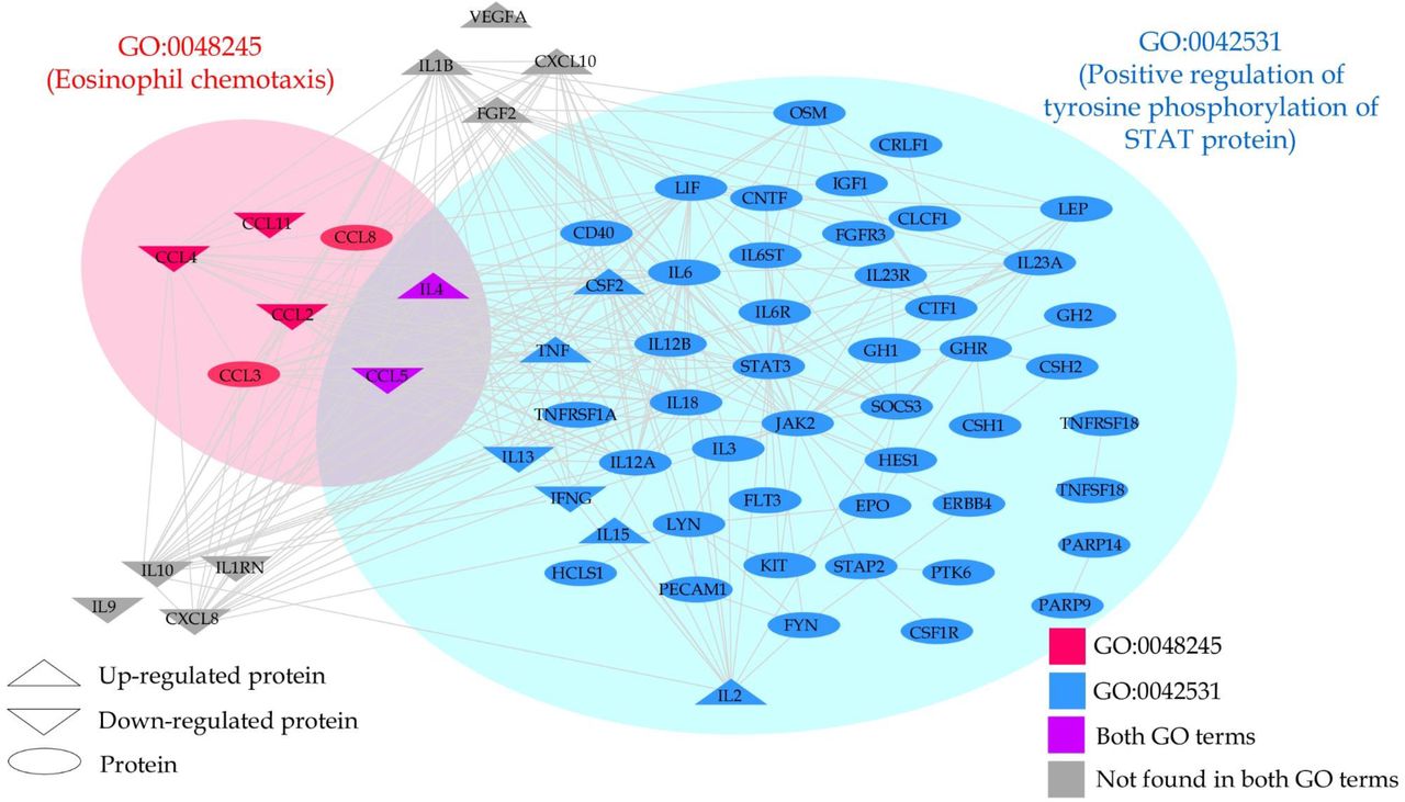 Protein-protein interaction network of high-confidence interactions of the upregulated and downregulated genes as well as gene members of GO:0042531 (positive regulation of phosphorylation of STAT protein) and GO:0048245 (eosinophil chemotaxis).