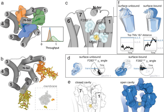 Ligand diffusion to CB2R. (a) Cluster of tunnels, as calculated with CAVER,60 from the orthosteric cavity toward the extracellular domain (blue) and toward the lipid bilayer via either TMs 2 and 3 (orange) or TMs 1 and 7 (green). The probabilities of ligand transportation (throughput) of each tunnel, calculated from the ensemble of structures collected during the aggregated 100 μs of MD simulation, are shown. (b) In three of the 100 MD simulations, the ligand diffused from the lipid bilayer to the receptor surface (10 snapshots per simulation are shown) and remained bound to either TMs 5 and 6 (one simulation in green) or TMs 1 and 7 (two simulations in orange and yellow). (c–f) Comparison of the trajectories (Figure S3) in which the ligand spontaneously bound the lipid-facing part of TMs 1 and 7 (orange in panel b, surface-bound) and a trajectory in which the ligand did not bind the receptor surface (surface-unbound). Detailed view of key amino acids located at the entrance of the TMs 1 and 7 tunnel (c). Evolution of the Phe2837.37 side chain and the χ1 dihedral angle along the surface-unbound (left) and surface-bound (right) trajectories (d). Representative structures obtained during the MD simulations (Figure S3) in which the cavity is closed (in white) or open (in blue). The conformations of Phe2837.37 in panel d and TM 1 in panel f that resemble these closed or open structures are shown in white or blue, respectively. Evolution of TM 1 and the distance between the top of TMs 1 (Cα atom of Thr341.33) and 7 (Cα atom of Val2777.31) along the surface-unbound (left) and surface-bound (right) trajectories (f).