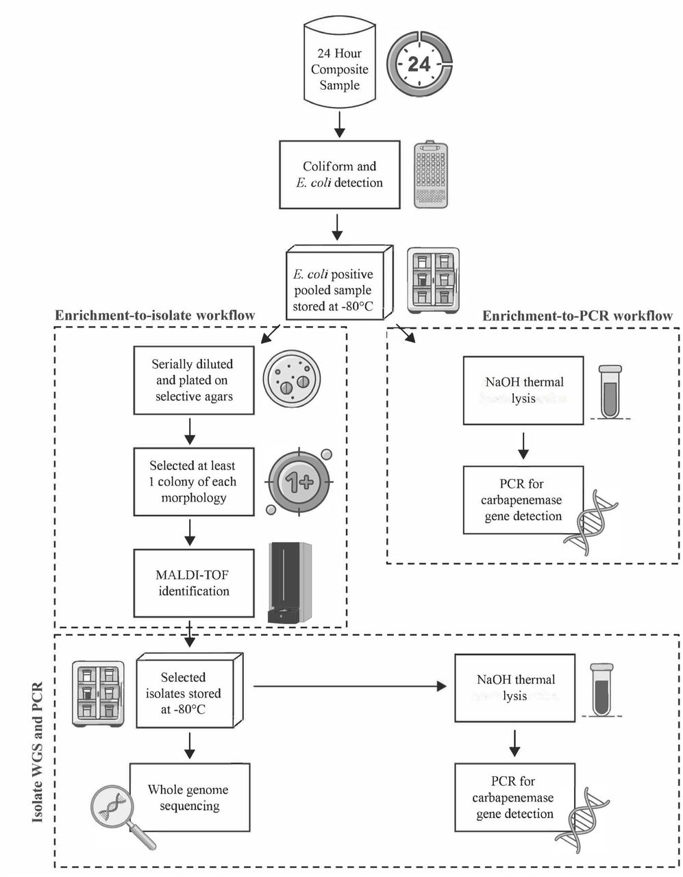 Experimental workflow for enriching, isolating, and detecting carbapenem-resistant bacteria and carbapenemase genes from wastewater samples at three skilled nursing facilities (Georgia, USA; 2022).