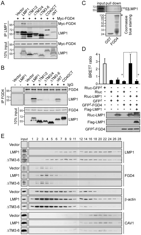 LMP1 via its transmembrane domains 3 and 4 interacts with FGD4 and leads to redistribution of actin.(A) Co-immunoprecipitation of Myc-FGD4 with Flag-LMP1. NPC-TW04 cells were co-transfected with 2 µg of expression plasmids for Myc-FGD4 plus 1.5 µg of expression plasmids for Flag-tagged full-length, truncated, or chimeric LMP1. Cells were lysed at 24 h post-transfection, and the resulting cell lysates were analyzed by co-immunoprecipitation assays using an anti-Flag affinity matrix. Details are provided in Materials and Methods. After an overnight incubation at 4°C, the precipitated protein complexes were analyzed by Western blotting using anti-Myc and anti-Flag antibodies. (B) Co-immunoprecipitation of Flag-LMP1 with endogenous FGD4. NPC-TW04 cells transfected with 2 µg of expression plasmids for Flag-LMP1, its truncated forms, or CD40CT chimera were lysed at 24 h post-transfection. The resulting cell lysates were analyzed by co-immunoprecipitation assays using anti-FGD4 antibodies coupled with protein G beads. Details are provided in Materials and Methods. After an overnight incubation at 4°C, the precipitated protein complexes were analyzed by Western blotting using anti-FGD4 and anti-LMP1 antibodies. (C) In vitro binding of LMP1 to FGD4. Equal amounts of in vitro-translated, [35S]methionine-labeled LMP1 proteins were incubated with immobilized GST or GST-FGD4, as detailed in Materials and Methods. The bound LMP1 proteins were resolved by SDS-PAGE followed by autoradiography. The amounts of GST-fusion proteins (arrowhead) were determined by Coomassie blue staining. (D) Detection of a direct interaction between LMP1 and FGD4 in living cells using BRET2 assays. BRET2 ratios were measured in NPC-TW04 cells expressing the indicated constructs. Cells were detached at 24 h post-transfection and analyzed by BRET2 assays as described in Materials and Methods. Expression of the GFP2-fused Renilla luciferase (Rluc-GFP2) served as a positive control. The data represent the means ± SDs of four independent readings from one representative result of four independent experiments (*P<0.01; paired t-test). Expression levels of the indicated fusion proteins were determined by Western blot analysis of a portion of cell lysates using the respective antibodies. (E) NPC-TW04 cells were transfected with 1 µg of plasmid for Flag-LMP1, its truncated form (ΔTM3–6), or empty vector, and then grown for 24 h. Cell lysates were individually harvested for subcellular fractionation as described in Materials and Methods. Every fraction from fractions 1–9 and every other fraction from fractions 11–28 were analyzed by Western blotting with specific antibodies against LMP1, FGD4, β-actin, and CAV1.