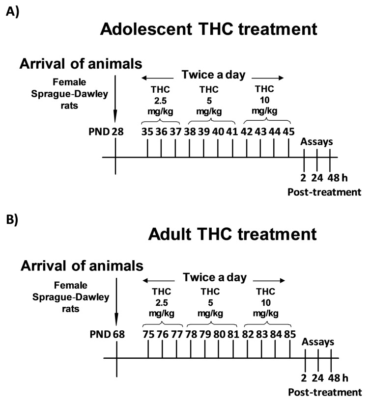 Adolescent (A) and adult (B) delta9-tetrahydrocannabinol (Δ9-THC) treatment schedule.