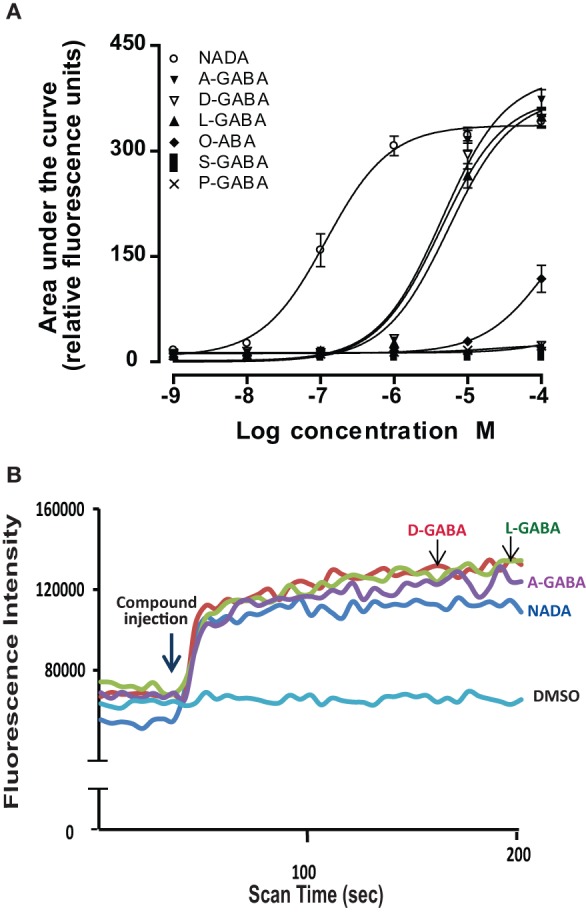 Individual N-acyl GABA species drive calcium in TRPV1-transfected HEK cells. (A) Concentration curves of individual N-acyl GABA: N-docosahexaenoyl GABA (D-GABA), N-arachidonoyl GABA (A GABA), N-linoleoyl GABA (L GABA), N-oleoyl GABA (O GABA), N-palmitoyl GABA (P GABA) and N-stearoyl GABA (S GABA) compared to the potent TRPV1 agonist, N-arachidonoyl dopamine (NADA). (B) Flourescence intensity that is an indication of calcium mobilization as measured by the ratiometric calcium-sensitive dye FURA2am in response to D-GABA, A GABA, L GABA, NADA, and the vehicle, DMSO. Data were generated in a Flexstation II (Molecular Devices).