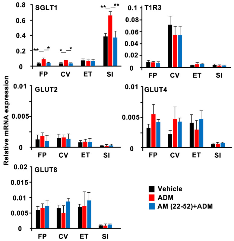 ADM increased relative mRNA expression of SGLT1 in mouse taste buds. Relative mRNA expressions of glucose transporters and T1R3 were shown under different conditions (vehicle (black bars) or 10−6 mol/kg b.w. of ADM without (red bars) or with (blue bars) pretreatment with 10−7 mol/kg b.w. of AM (22–52)) in each tissue (fungiform taste bud (FP), circumvallate taste bud (CV), epithelial tissue (ET), small intestine (SI)) (n = 7~12). Asterisks show significant differences (* p < 0.05, ** p < 0.01; Turkey HSD test following one-way ANOVA). All data are presented as means ± SEMs.