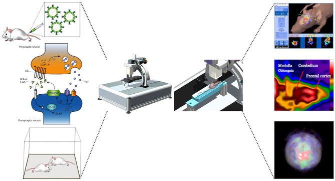 Schematic illustration of a potential experiment to map neuronal activity by using a SPECT system. After the radiotracer is injected via the tail vein, the experimental subject undergoes behavioral testing and the neuronal response can be obtained from changes in receptor occupancy levels using SPECT imaging. Images shows changes in receptors signal following the behavioral responses.