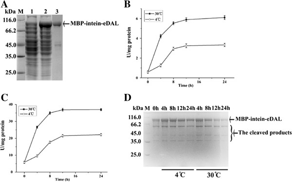 Self-cleavage efficiency of MBP-intein-eDAL at pH 6.5 and at 4°C and 30°C respectively. A. SDS-PAGE analysis of expressed and purified fusion protein. The specific bands were indicated by the arrow. B and C, self-cleavage activity of fusion protein at different incubation time from crude extract and in purified form were analyzed by coupled assay. D: self-cleavage of fusion protein at corresponding incubation time detected by SDS-PAGE analysis.