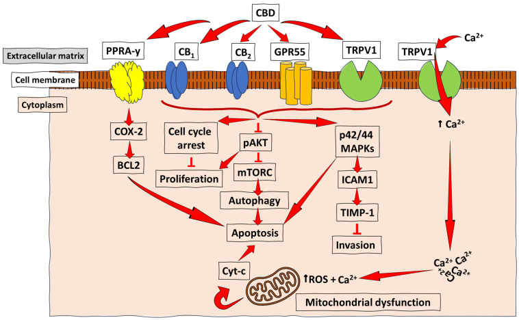 Schematic representation of the anti-cancer mechanisms of CBD. CBD acts as an agonist (activator) for the receptors TRPV1 and PPARγ in most cancers, and with a low, but effective, affinity for the CB receptors (CB1 and CB2) to promote the downstream activation of pathways essential for cancer cell autophagy, reduced proliferation, and invasion, as well as apoptosis. At the same time, acting as an antagonist for GPR55 leads to inhibiting tumour cell growth. The PPARγ-mediated COX-2-BCL2 pathway has been reported mainly in lung cancer. At the same time, CB receptor- and TRPV1-mediated CBD signalling were demonstrated in breast cancer, prostate cancer, and gliomas, among other types of cancer, which lead to apoptosis/reduced invasion/reduced proliferation and autophagy through varying pathways, such as the ICAM-1, the pAKT inhibition of mTORC, and the induction of cell cycle arrest. ↑ = increase/upregulation; ┴ = inhibition.