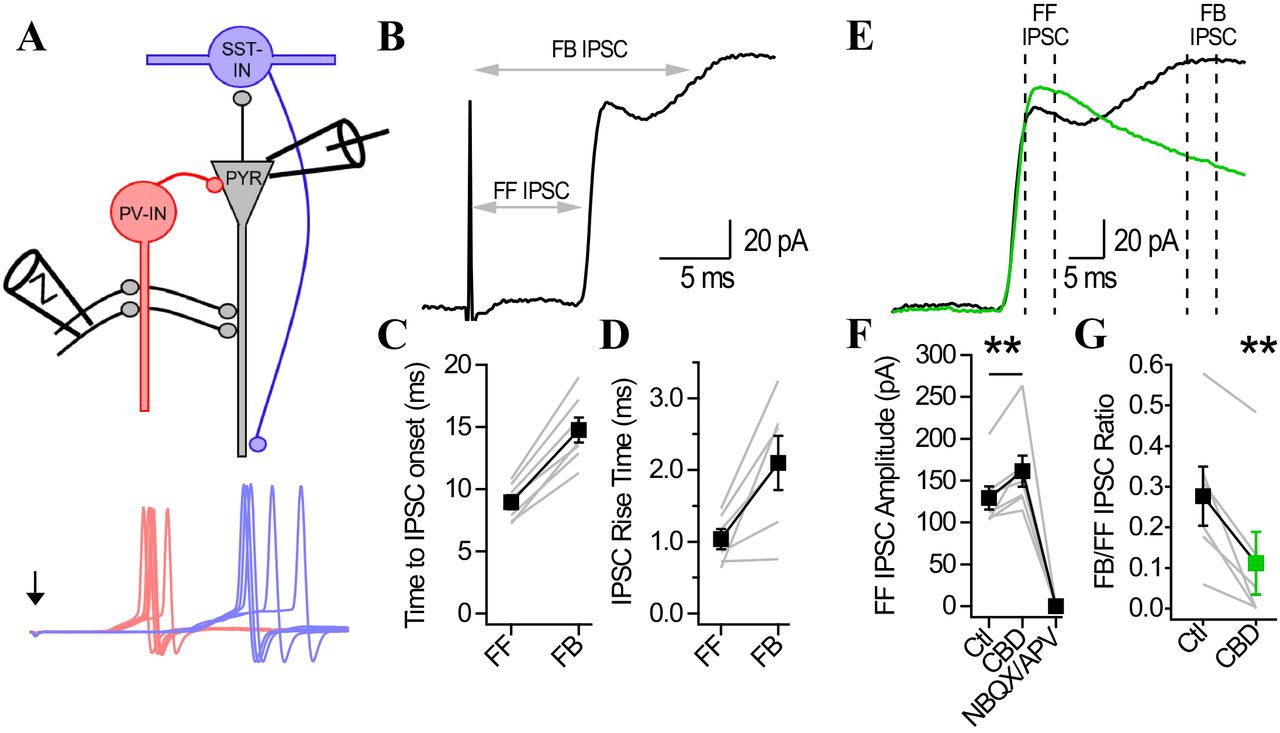 Countermodulation of feedforward and feedback inhibition by cannabidiol.A, Schematic of the CA1 microcircuit under investigation. PV-INs are shown in red, while SST-INs are in blue. Bottom illustrates the temporal delay in AP generation observed in PV– and SST-INs. B, IPSCs recorded in voltage-clamped CA1 pyramidal neurons held at 0 mV. Note the appearance of a second peak riding on top of the first IPSC. The second IPSC occurred with a time delay corresponding to the recruitment of disynaptic interneurons. The second IPSC had a slower rise time than the first IPSC, hinting at its dendritic origins. C, Time from stimulus artifact onset to feedforward and feedback IPSC peaks. D, IPSC rise time for the feedforward and feedback IPSCs. E, IPSCs recorded at 0 mV in CA1-PYRs before (black) and following CBD application (green). F, The amplitude of the FF IPSC was augmented by CBD and both IPSCs were fully abolished by the application of APV/NBQX. G, The amplitude of the second IPSC (measured from the trough to the peak) was significantly decreased following CBD application and the FB/FF IPSC ratio was therefore decreased by CBD.