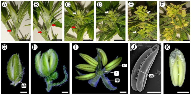 STS-induced masculinization sequence and development of male flowers (T1). (A–I,K) SM, (J) SEM (A) At 3 DPT and (B) 5 DPT, solitary female flowers were still visible at the nodes (red arrows). (C) At 12 DPT, coexistence of basal solitary female flowers (red arrow) and apical male buds (white arrow) could be seen. (D) At 14 DPT and (E) 21 DPT, there was a progressive increase in the number of male buds within developing inflorescences. (F) At 31 DPT, male inflorescences bearing buds and flowers with dehiscent anthers releasing pollen were seen. (G,H) Successive stages of male flower development. (I) Mature male flower showing sepals and free stamens. (J) Detail of an indehiscent anther. (K) Detail of a dehiscent anther with pollen. Abbreviations: an, anther; fi, filament; pb, perigonal bract; se, sessile capitate trichome; sp, sepal. Scale bars: (A–F) = 5 mm; (G–K) = 1 mm.